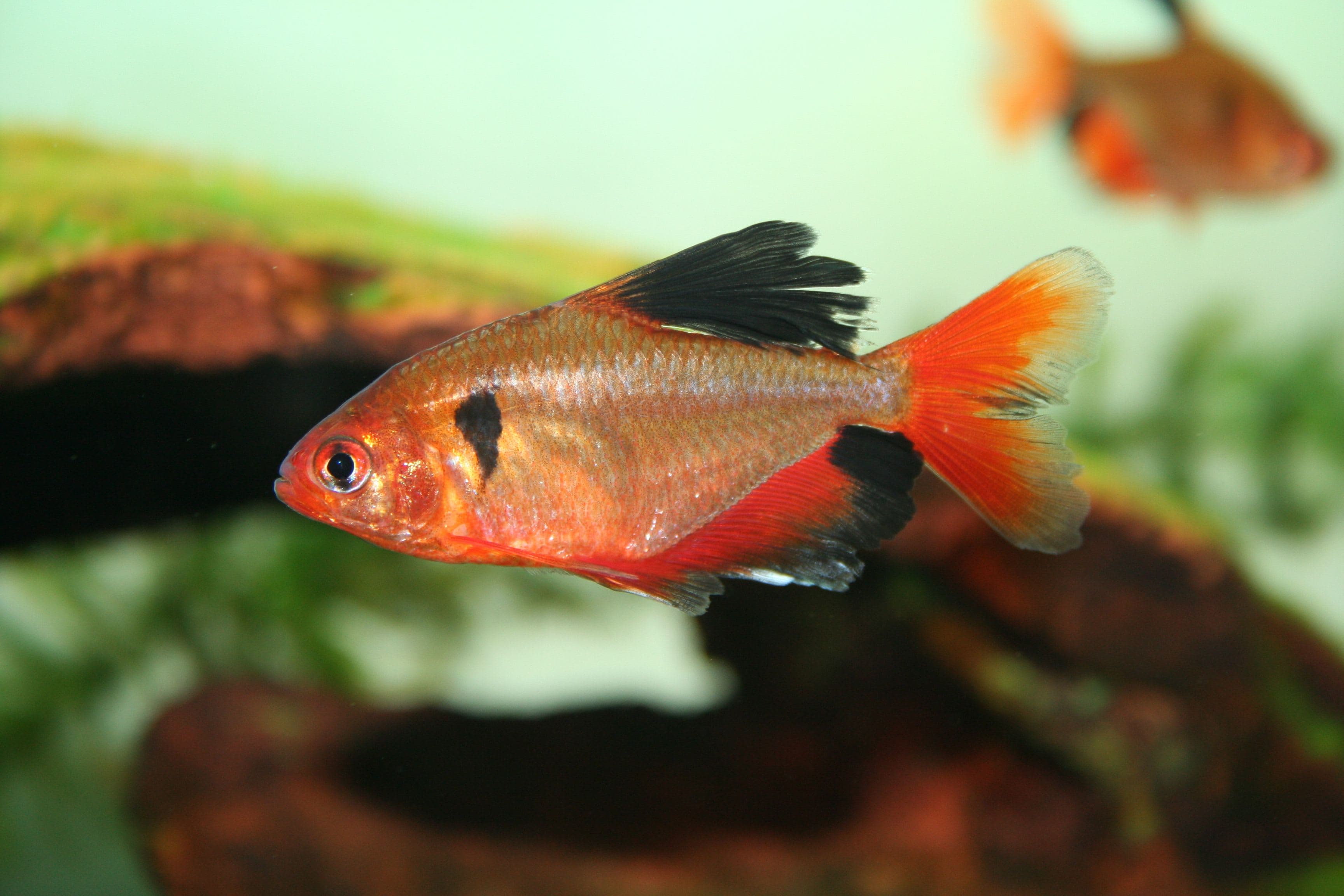 Jewel tetra