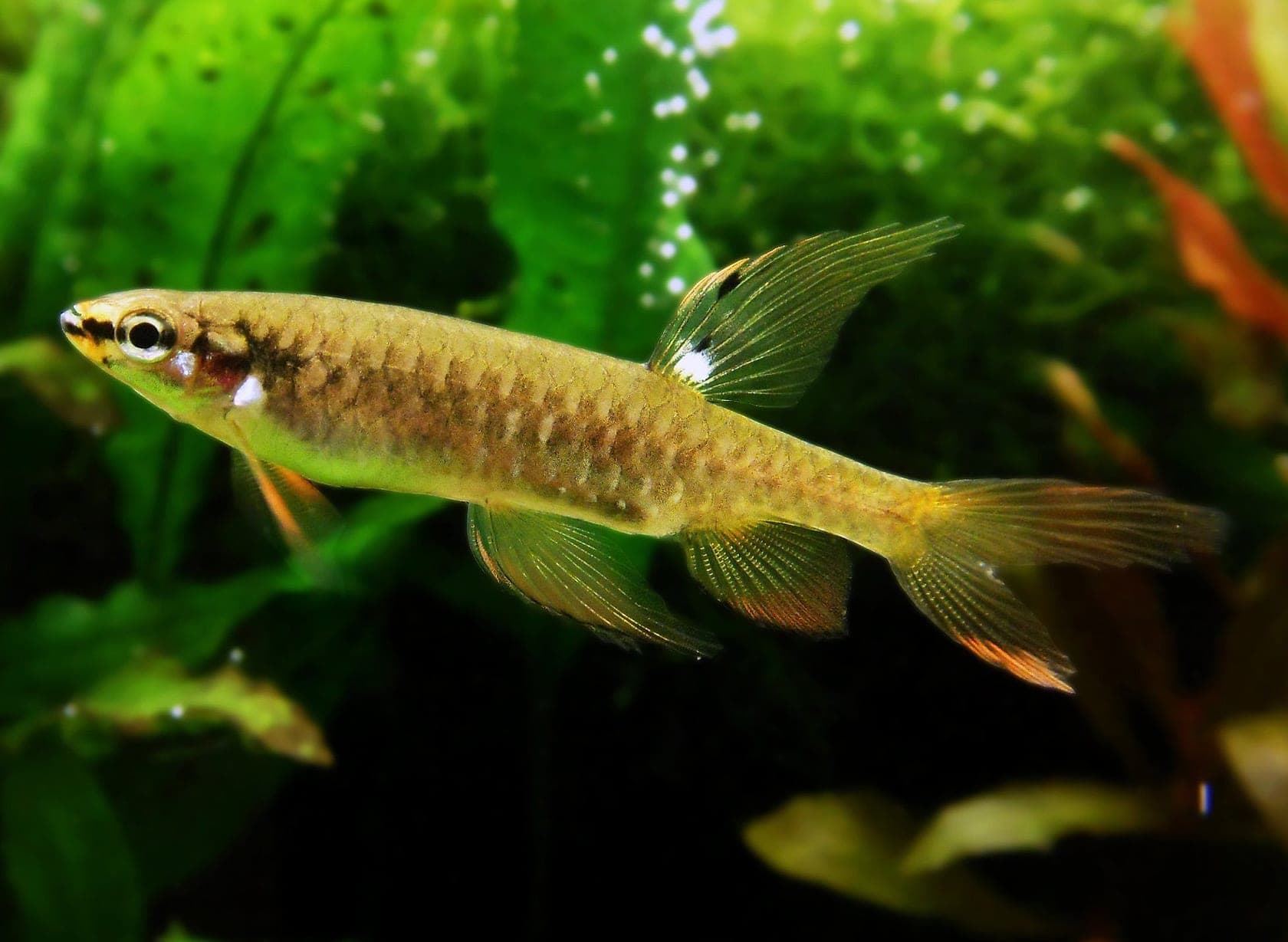 Splash tetra