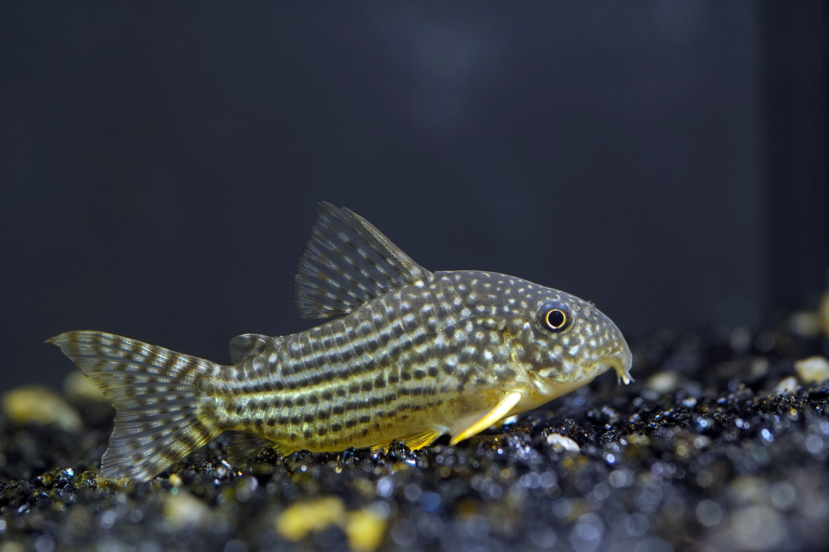 Sterba's cory