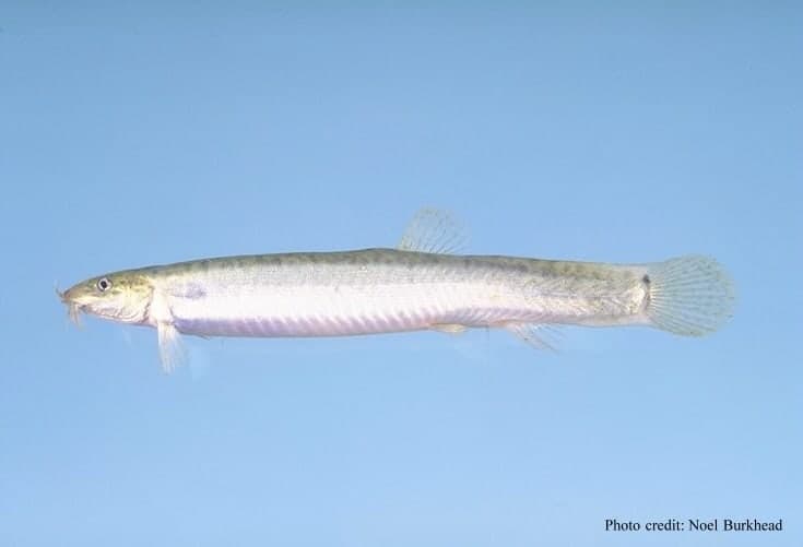 Pond loach