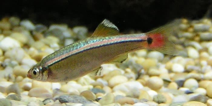 White cloud mountain minnow