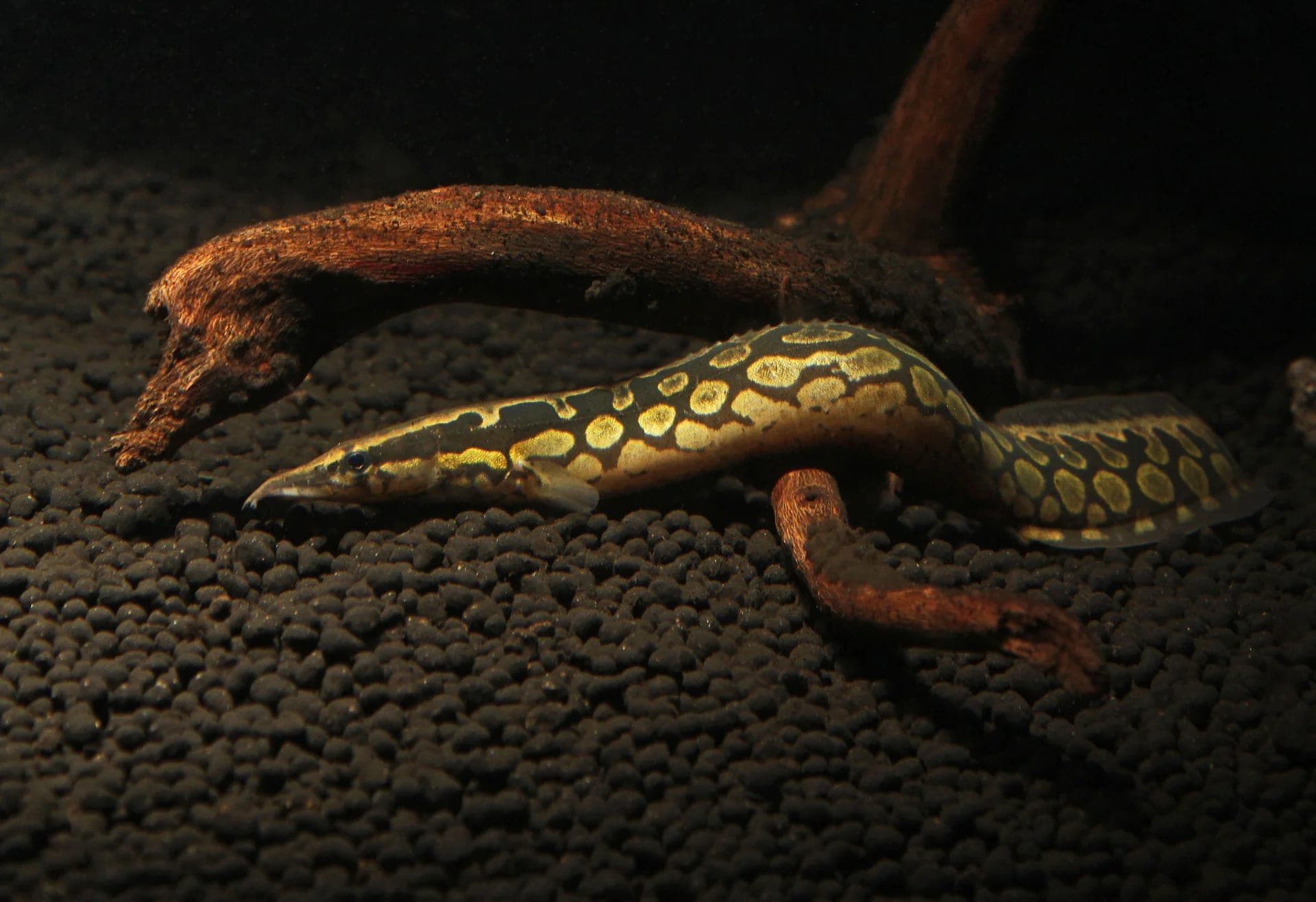 Zig-zag eel
