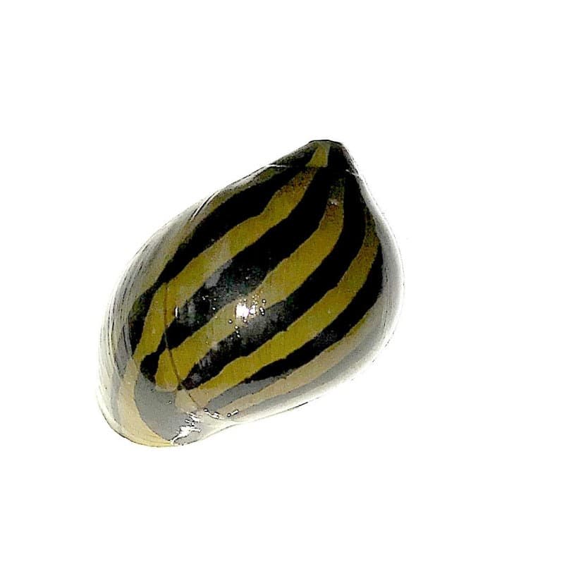 Zebra Nerite